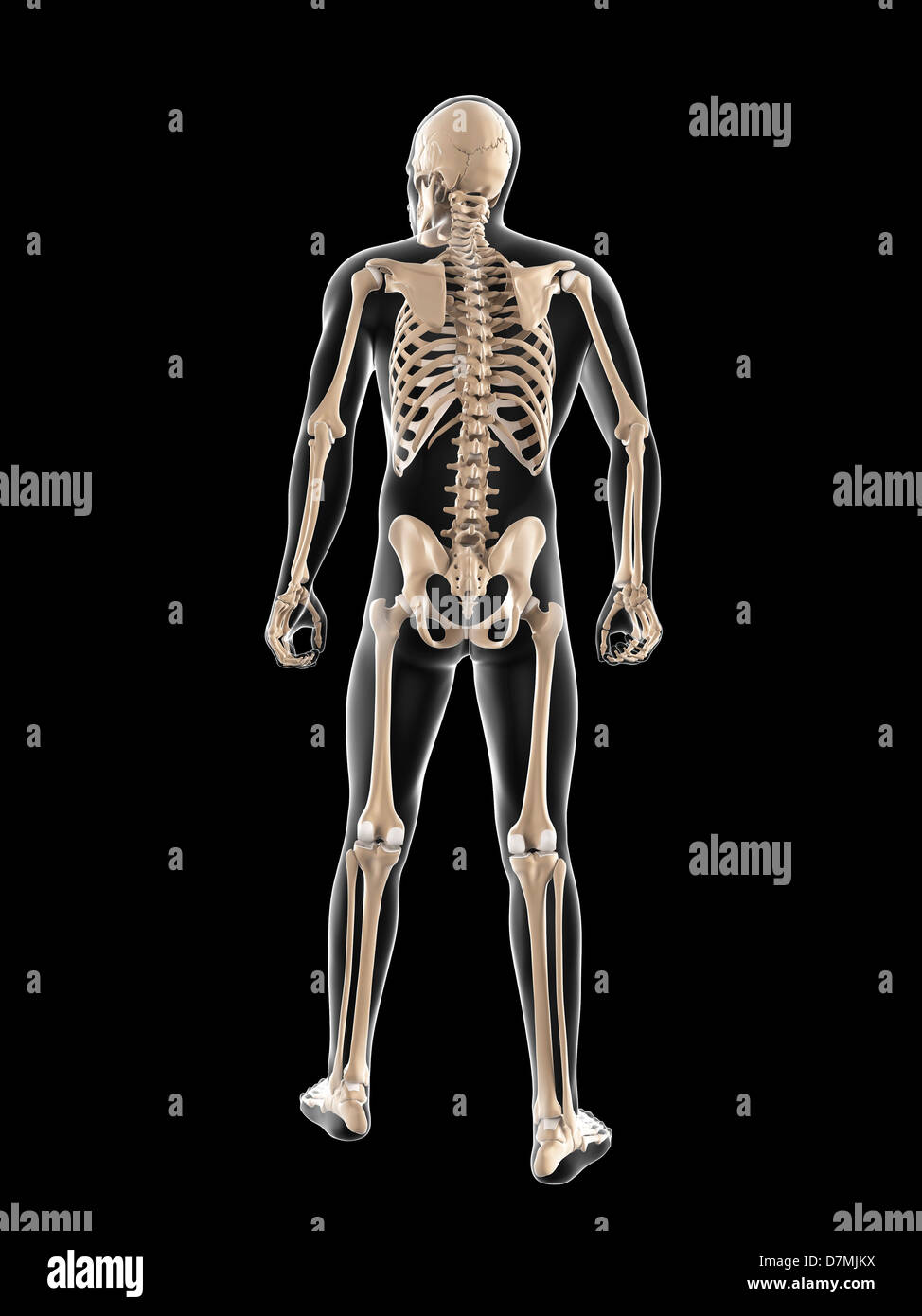 Male skeleton, artwork Stock Photo - Alamy