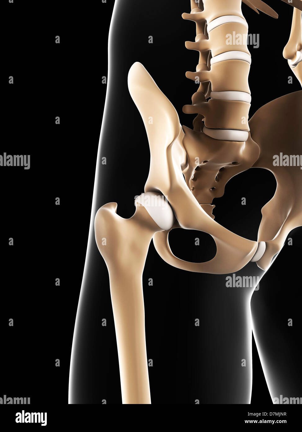 Male pelvis bones, artwork Stock Photo