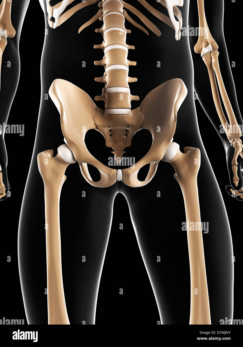 Male Pelvic Anatomy Diagram : -Male urethral sphincter image showing: A