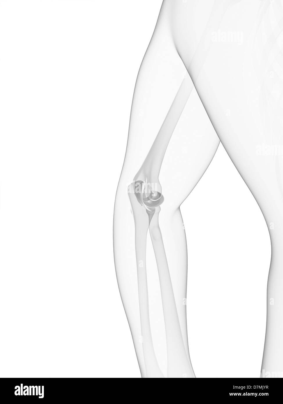 Human skeleton arm elbow anatomy Black and White Stock Photos & Images ...