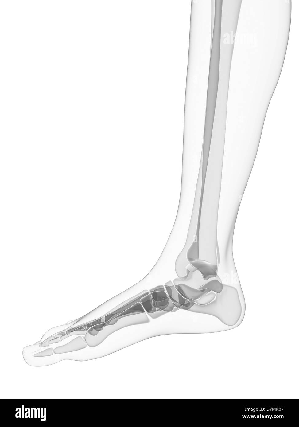 Foot bones, artwork Stock Photo