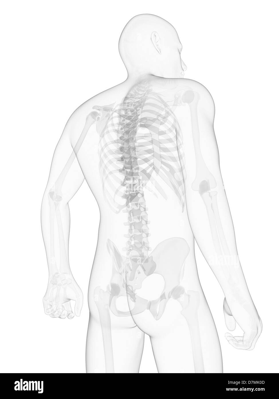 Male shoulder anatomy Black and White Stock Photos & Images - Alamy