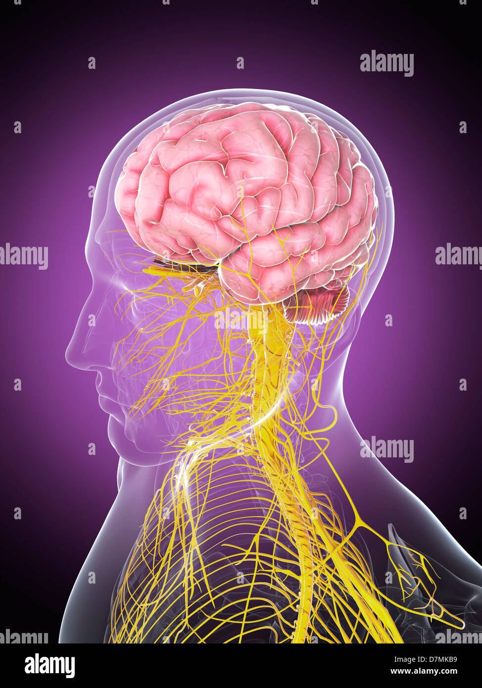 Male nervous system, artwork Stock Photo