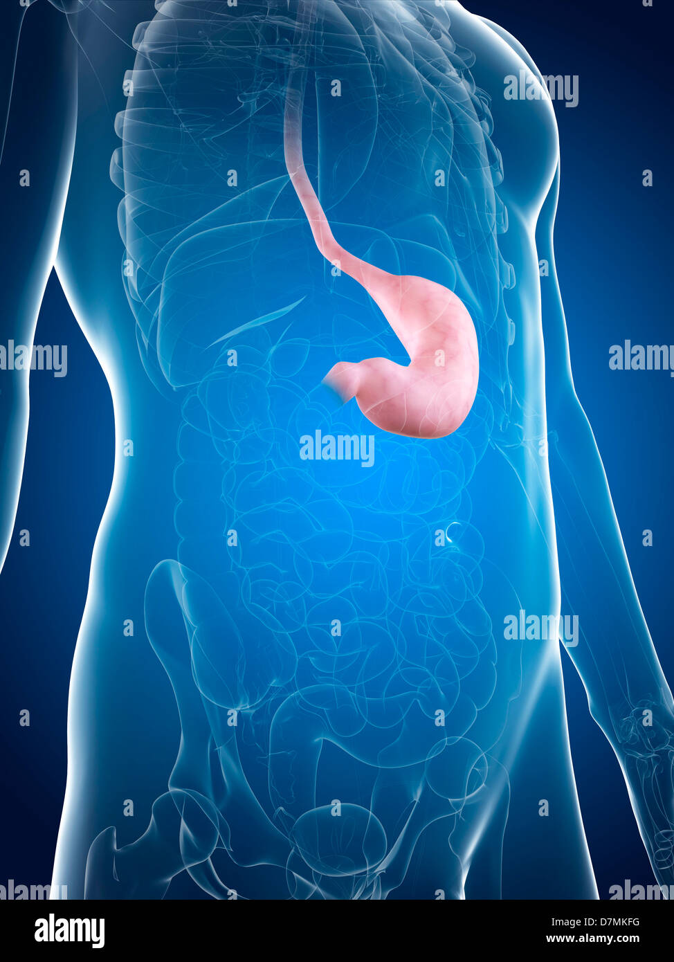 Healthy stomach, artwork Stock Photo - Alamy