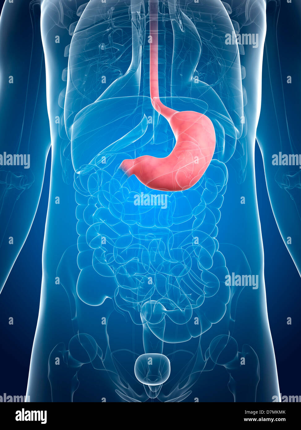 Healthy stomach, artwork Stock Photo - Alamy