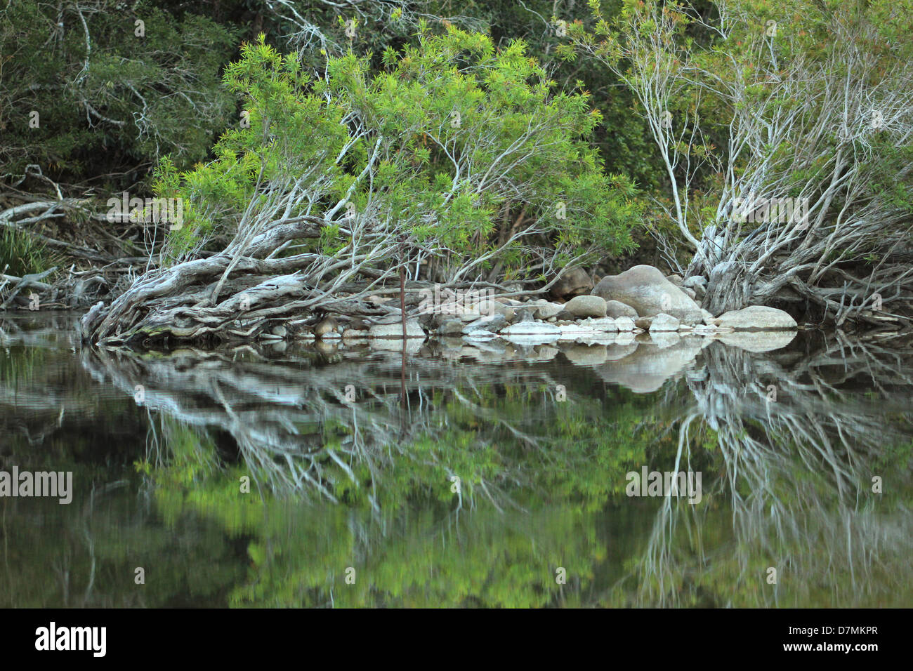 Trees, bent by yearly floods, lie crookedly alongside the banks of crystal creek Stock Photo