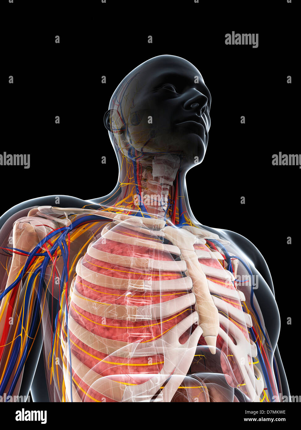 Male anatomy, artwork Stock Photo - Alamy