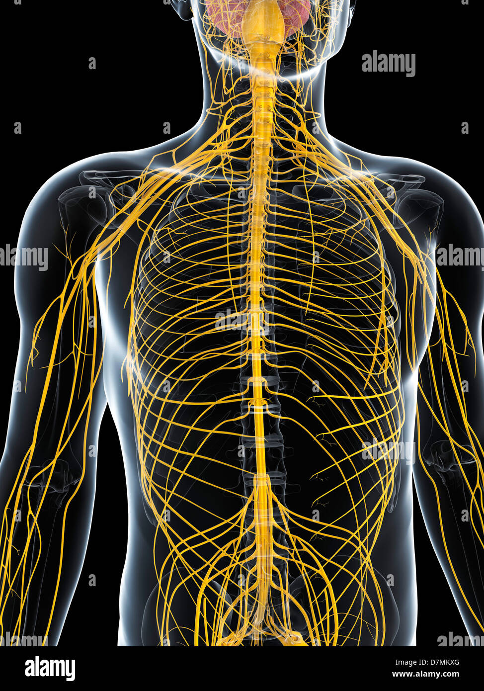 Male nervous system, artwork Stock Photo