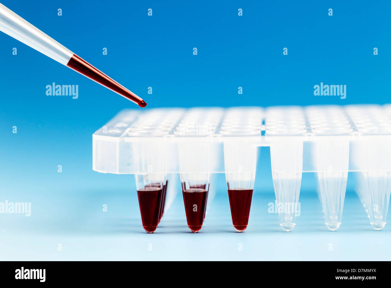 Pipetting into microtubes Stock Photo