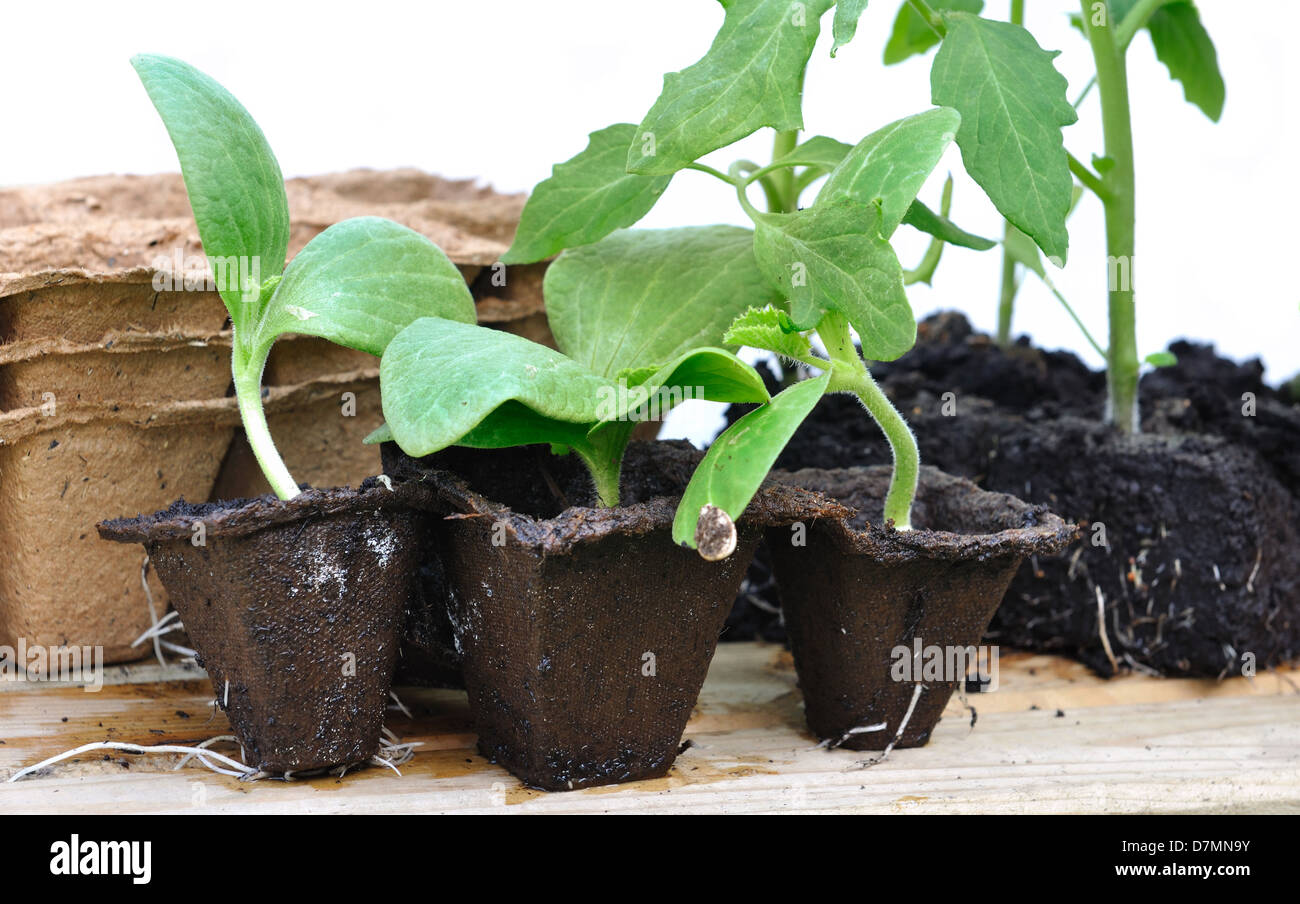 various seedlings with biodegradable pots on a plank Stock Photo Alamy