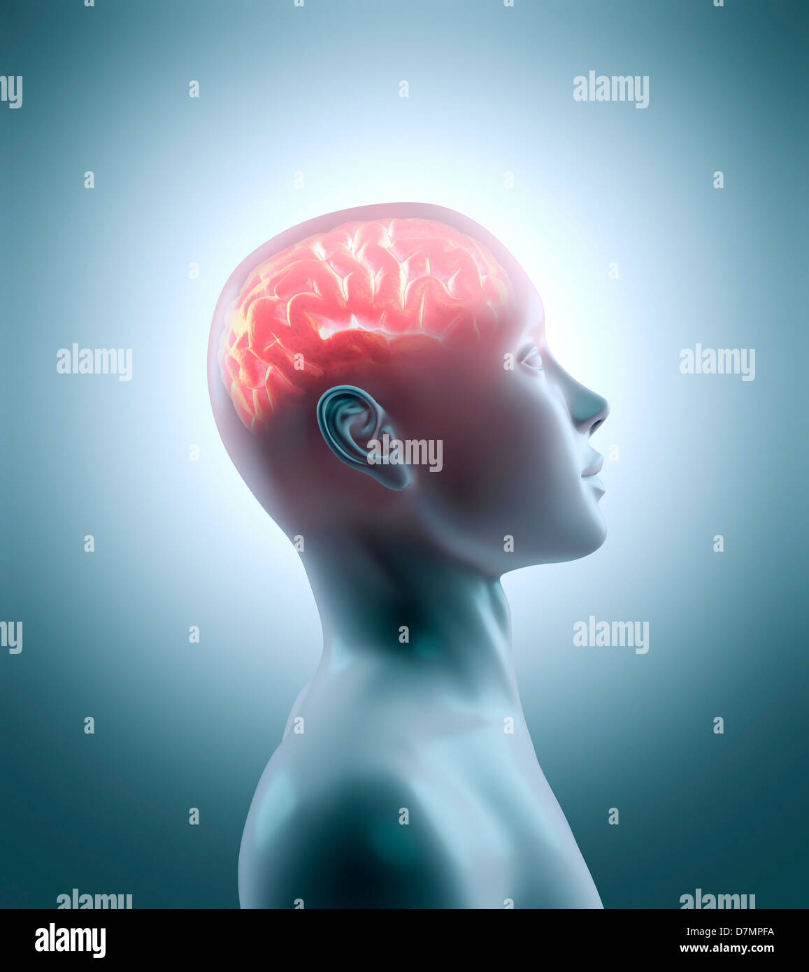 Human brain, artwork Stock Photo