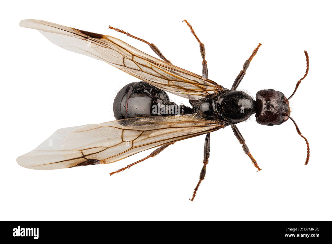 Black Winged garden ant species lasius niger Stock Photo