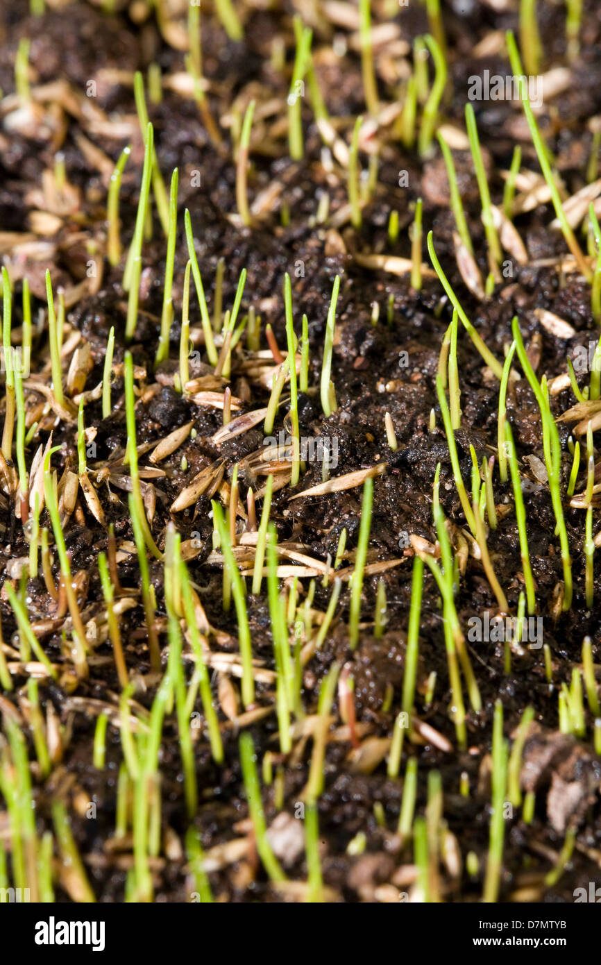 Germination of grass seeds germinating after being sown on top soil / compost & new young