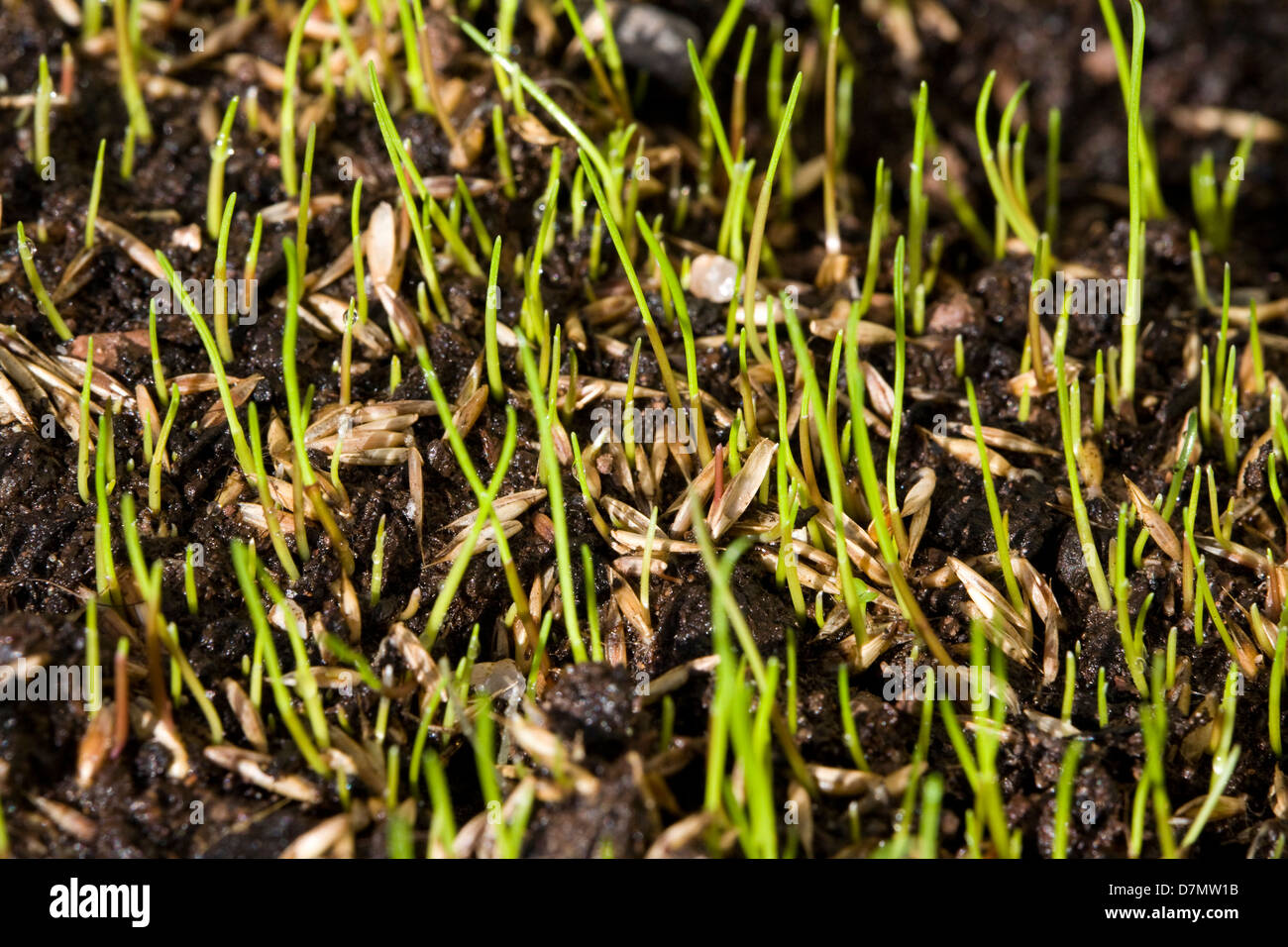 Germination of grass seeds germinating after being sown on top soil / compost & new young