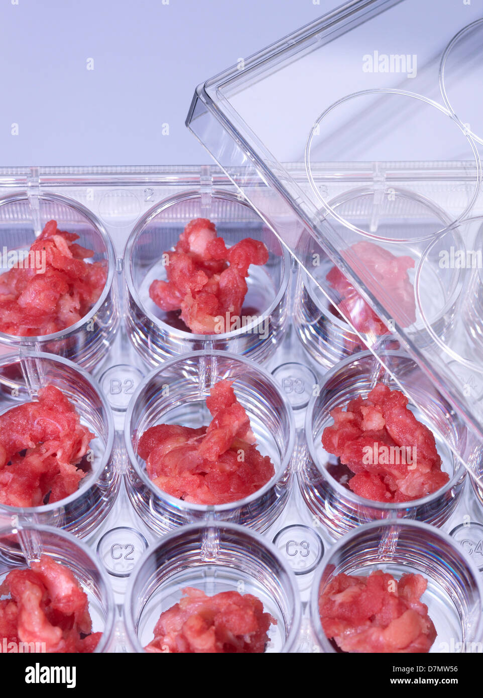 Genetic testing of meat, conceptual image Stock Photo