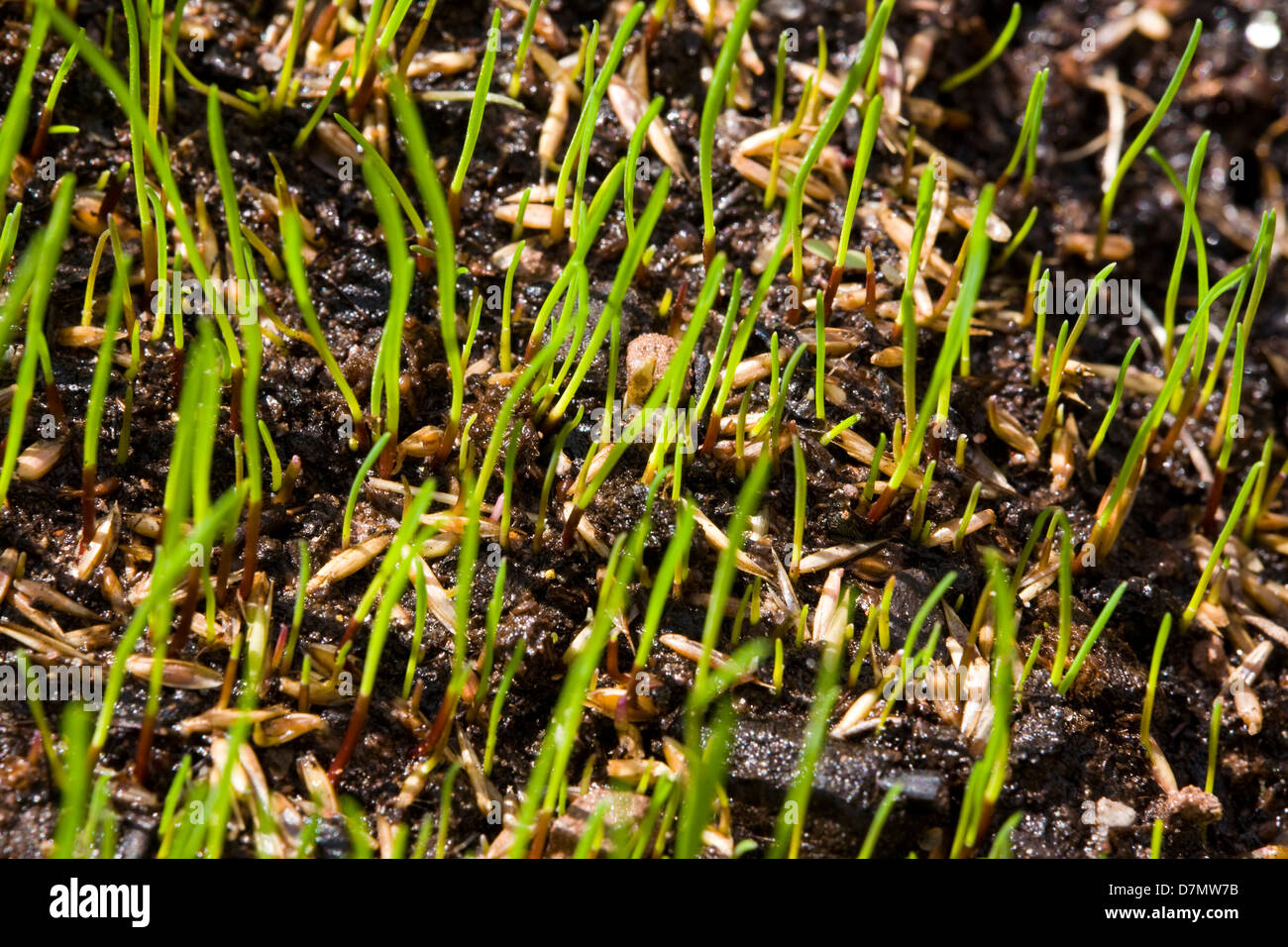 Germination of grass seeds germinating after being sown on top soil