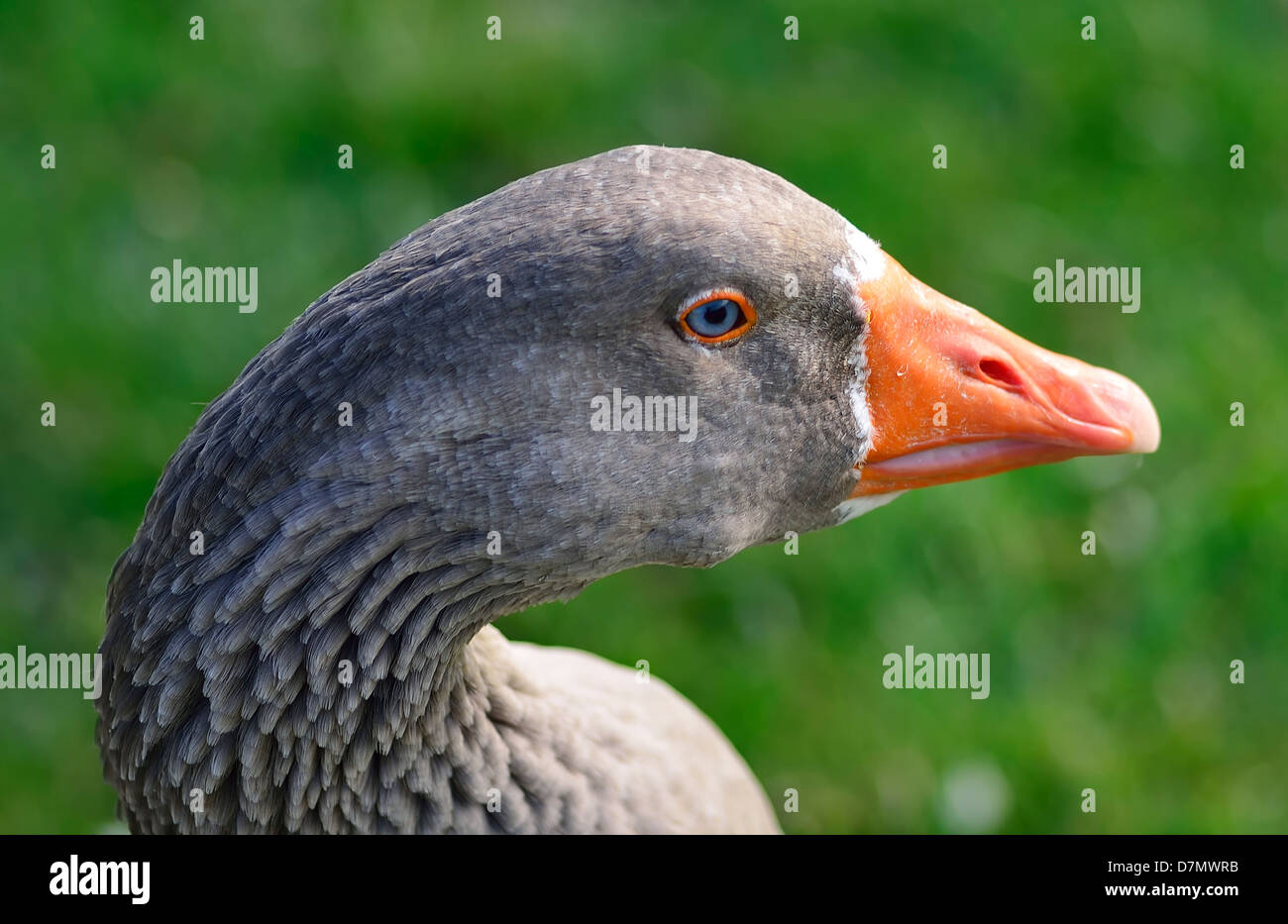 Grey goose hires stock photography and images Alamy