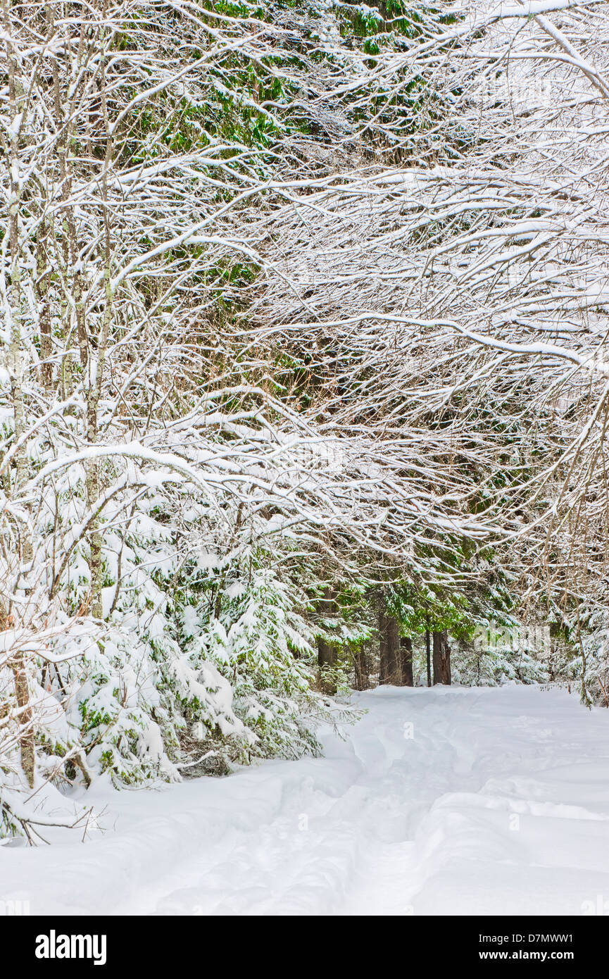Winter road in a snowy forest Stock Photo - Alamy