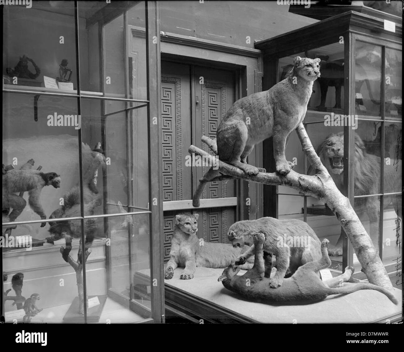 Dioramas dioramas Black and White Stock Photos &amp; Images - Alamy