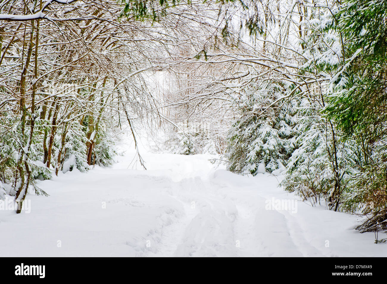 Winter road in a snowy forest Stock Photo - Alamy