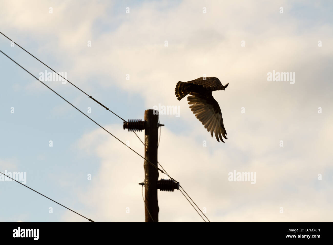 Brown SnakeEagle flying from telephone pole at sunset Stock Photo Alamy