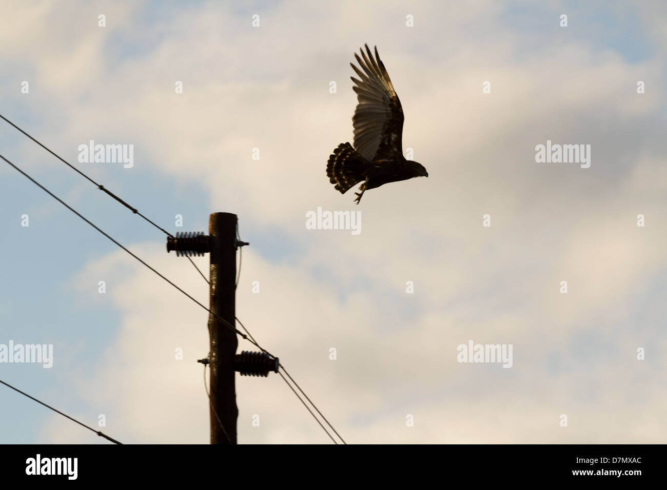 Brown SnakeEagle flying from telephone pole at sunset Stock Photo Alamy
