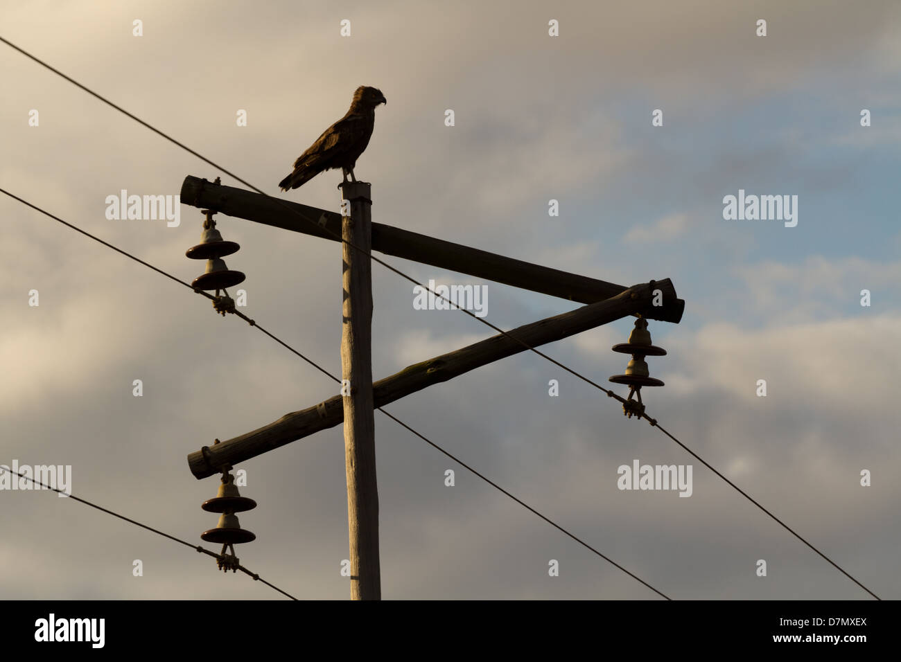 Brown SnakeEagle on telephone pole sunset Stock Photo Alamy