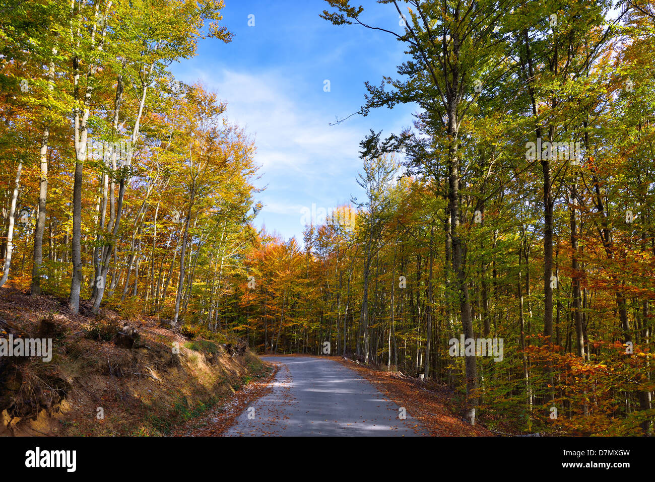 Pathway through the autumn forest Stock Photo
