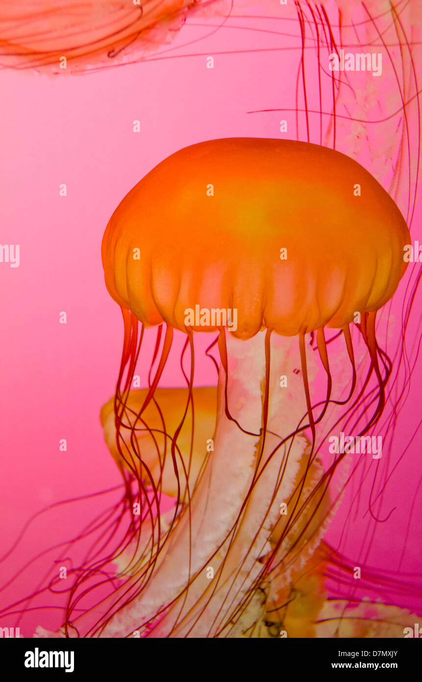 Illinois, Chicago. Shedd Aquarium, largest indoor aquarium in the world. Jellyfish, Northeast Pacific sea nettle. Stock Photo