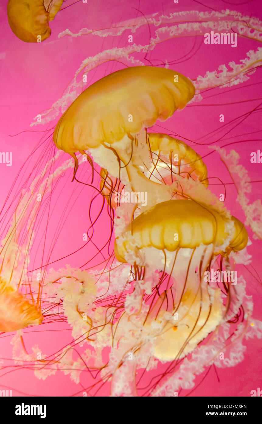 Illinois, Chicago. Shedd Aquarium, largest indoor aquarium in the world