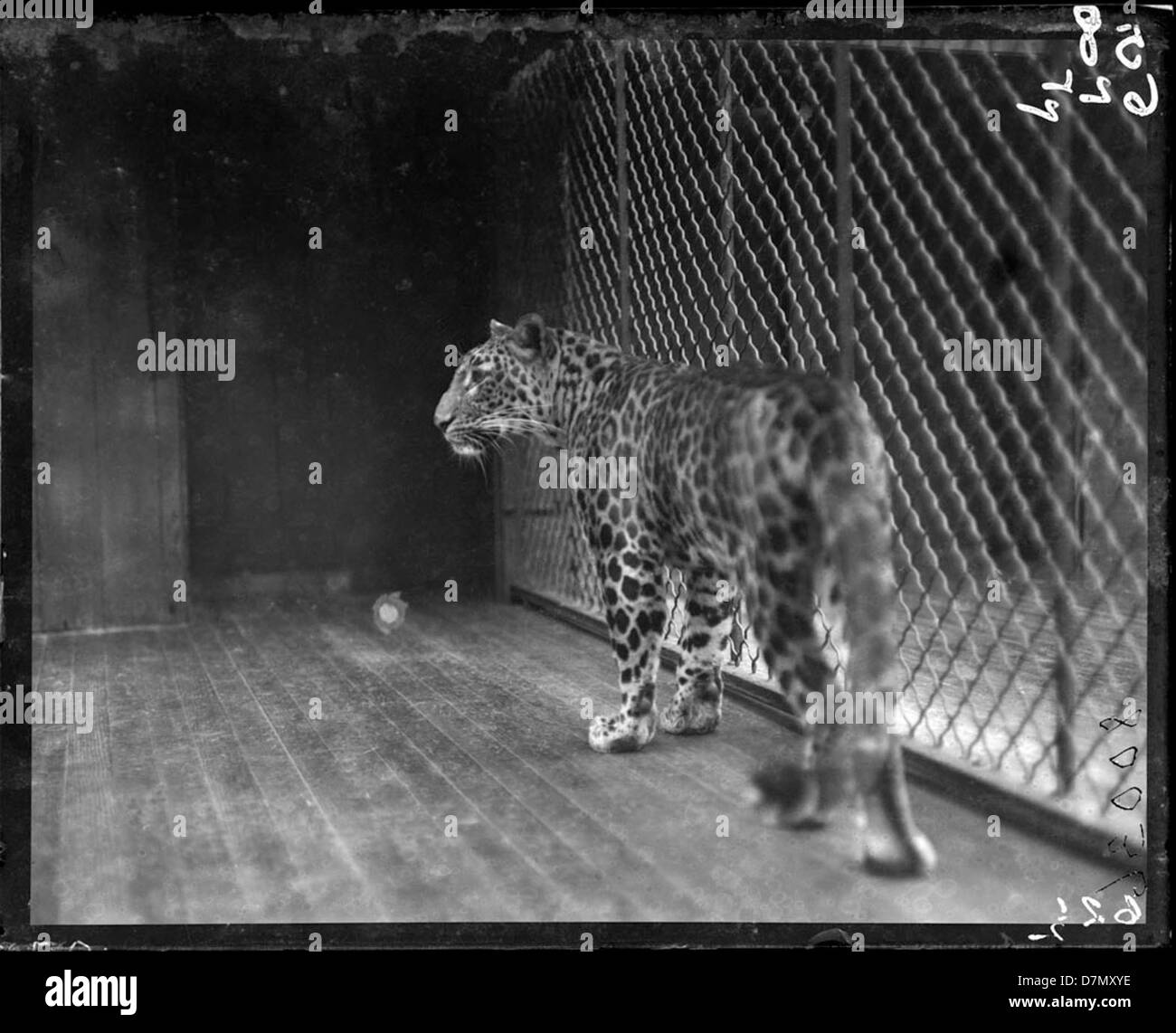 Vintage zoo leopard hi-res stock photography and images - Alamy
