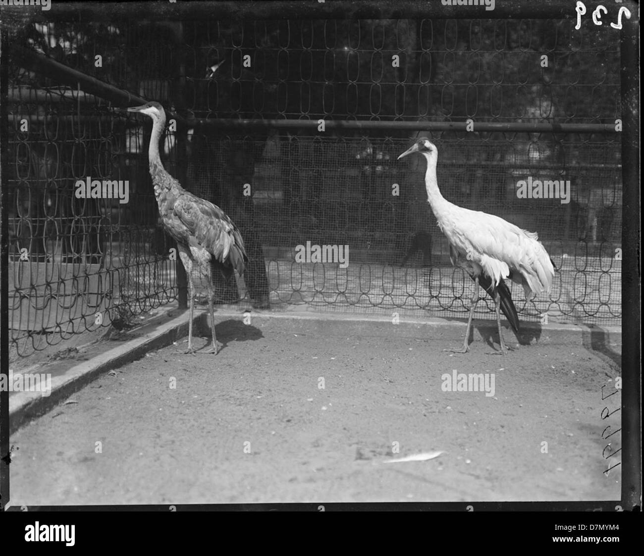 Historic cranes Black and White Stock Photos & Images Alamy