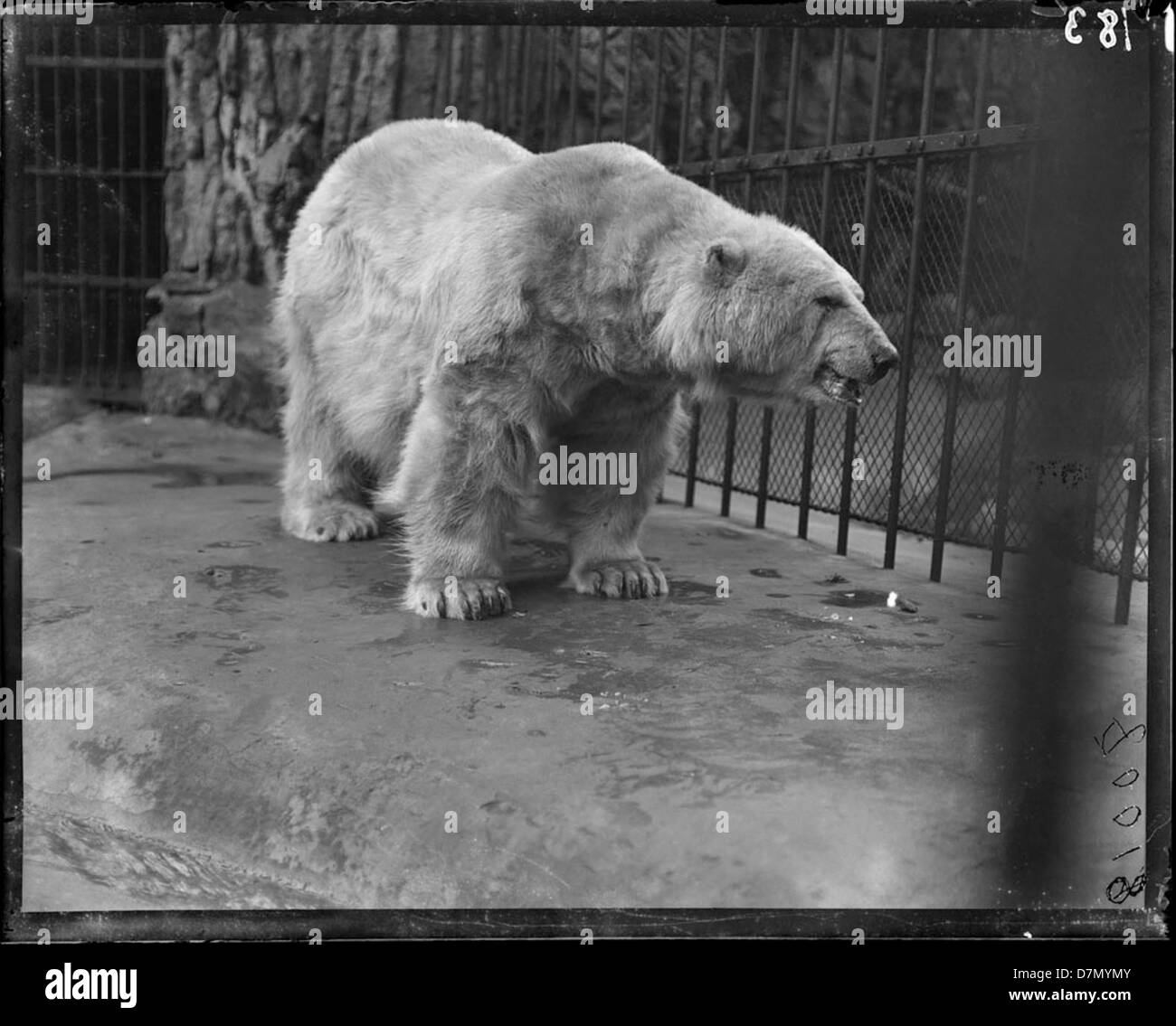 Old polar Black and White Stock Photos & Images - Alamy