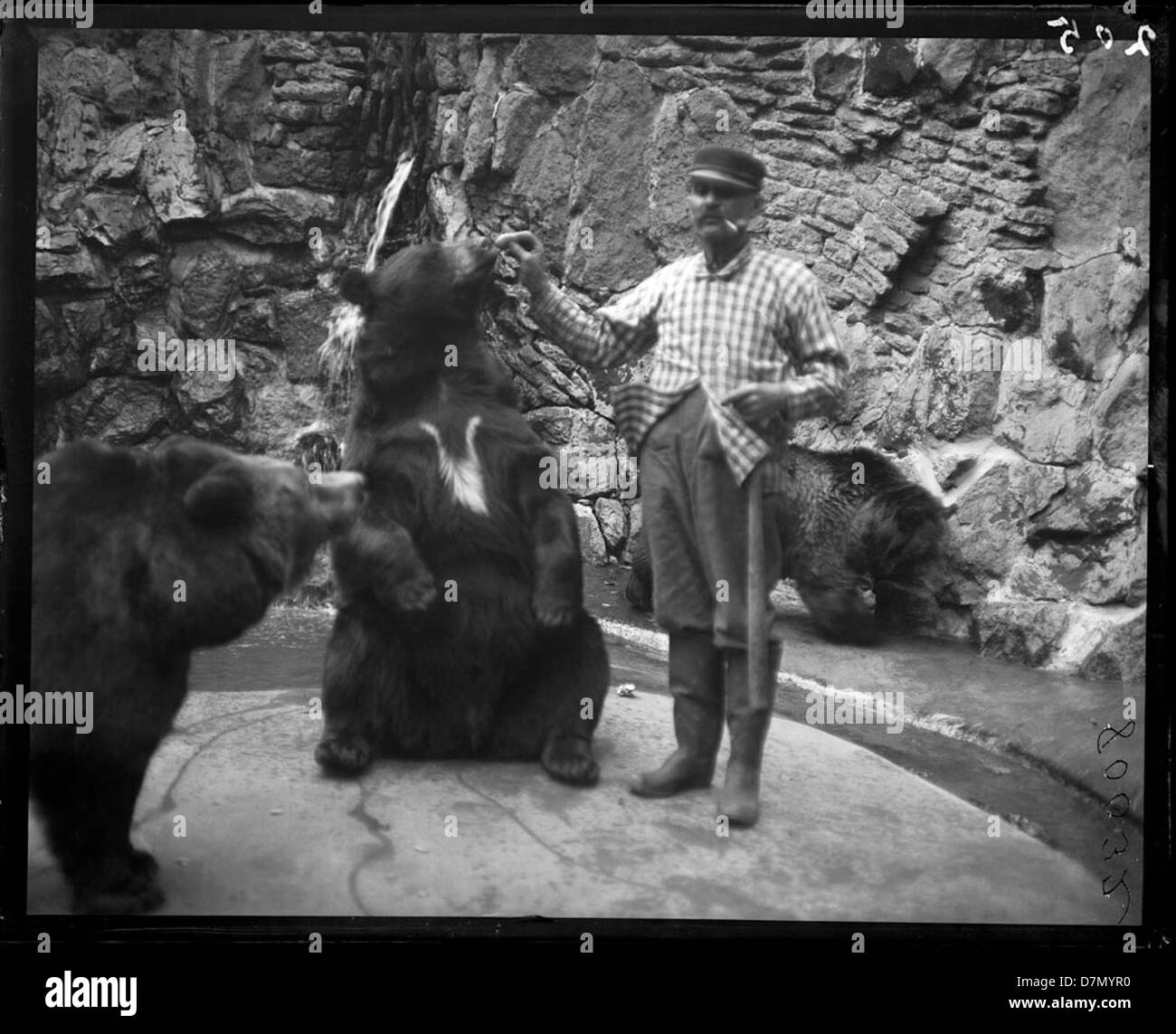 Zookeeper feeding bears Stock Photo Alamy