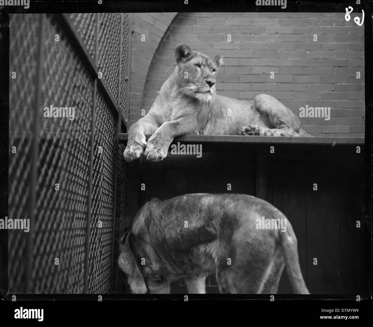 Zoo lion cage Black and White Stock Photos & Images - Alamy