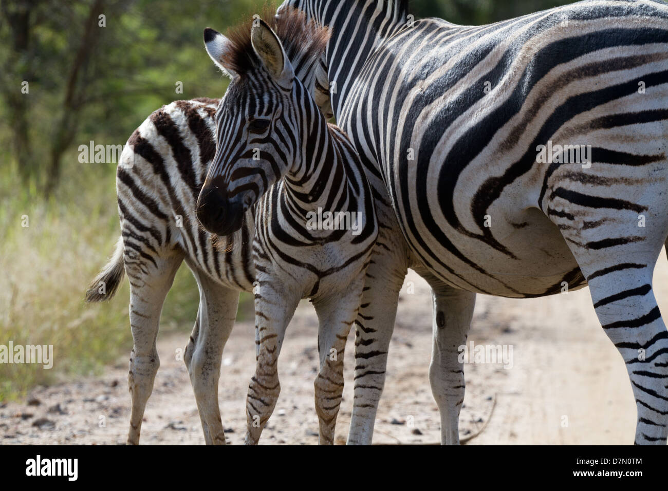 baby Zebra and mom Stock Photo Alamy