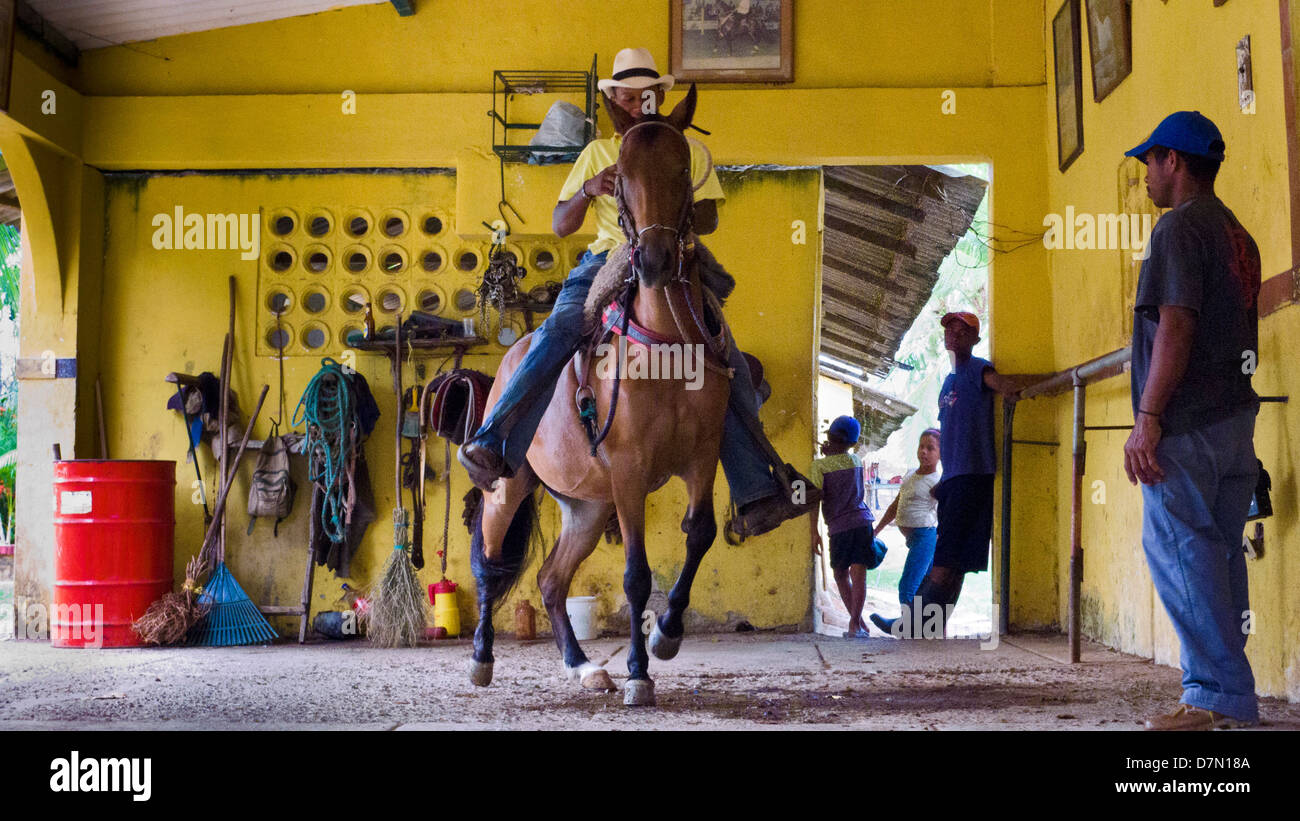 Training horses at Las Bongas ranch (finca), near Santa Rosa, near Cartagena, Colombia. Ranch owned by Roque del Rio. Stock Photo