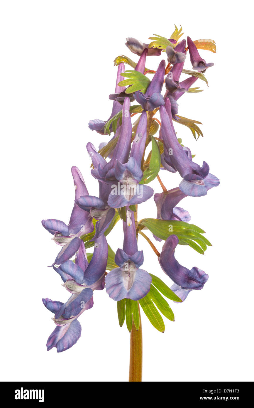 Fumewort, Corydalis solida Stock Photo