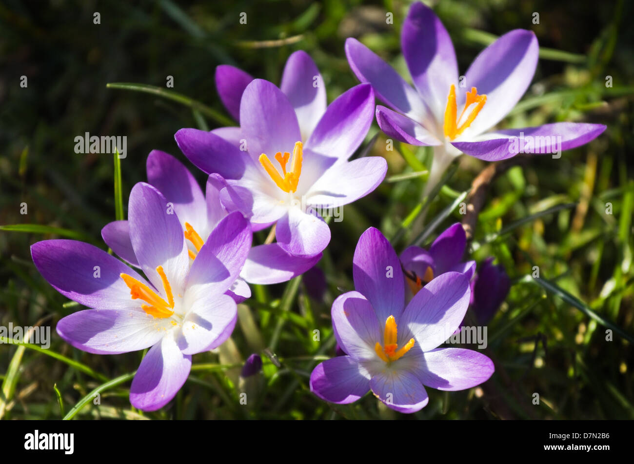 Purple spring crocus or Crocus vernus on a sunny day in March Stock Photo