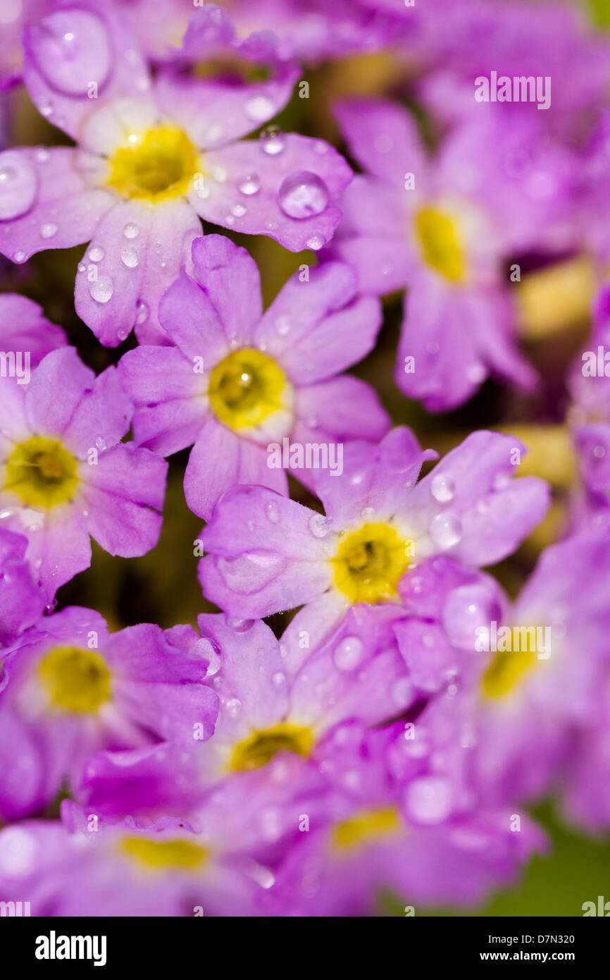 Spring garden in full bloom. Stock Photo