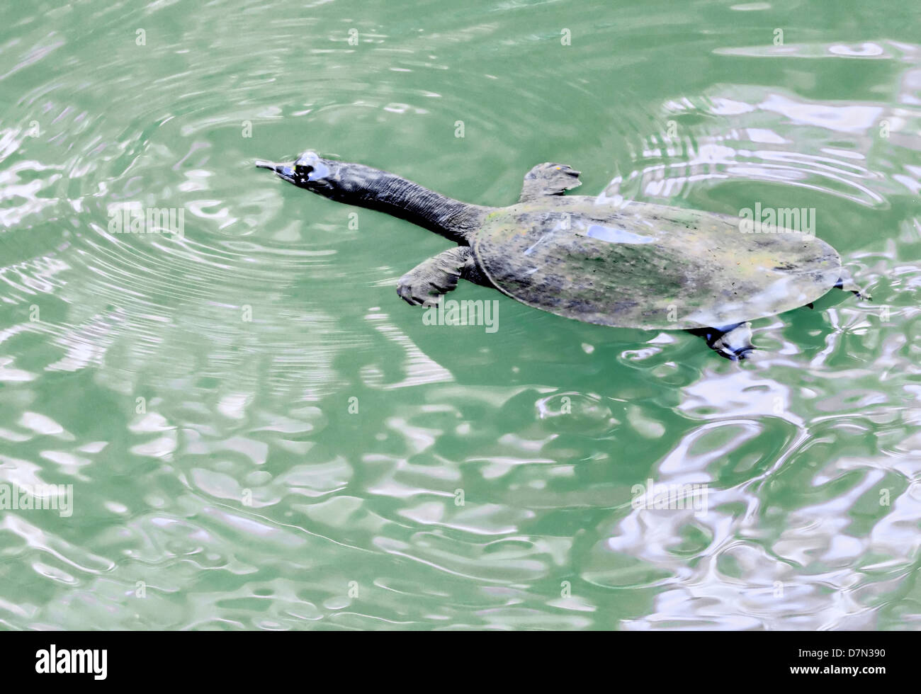 Florida soft shell turtle - Apalone ferox Stock Photo