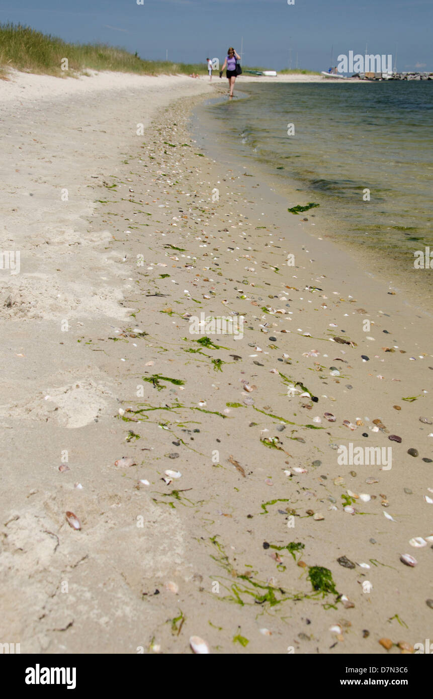 Massachusetts, Martha's Vineyard, Vineyard Haven. Sandy beach with shells. Stock Photo