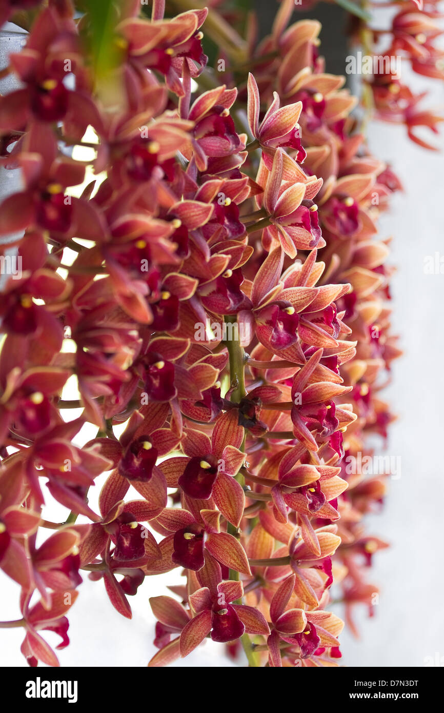 Beautiful orange Cymbidium or Boat orchids hanging down from a wall in morning light Stock Photo