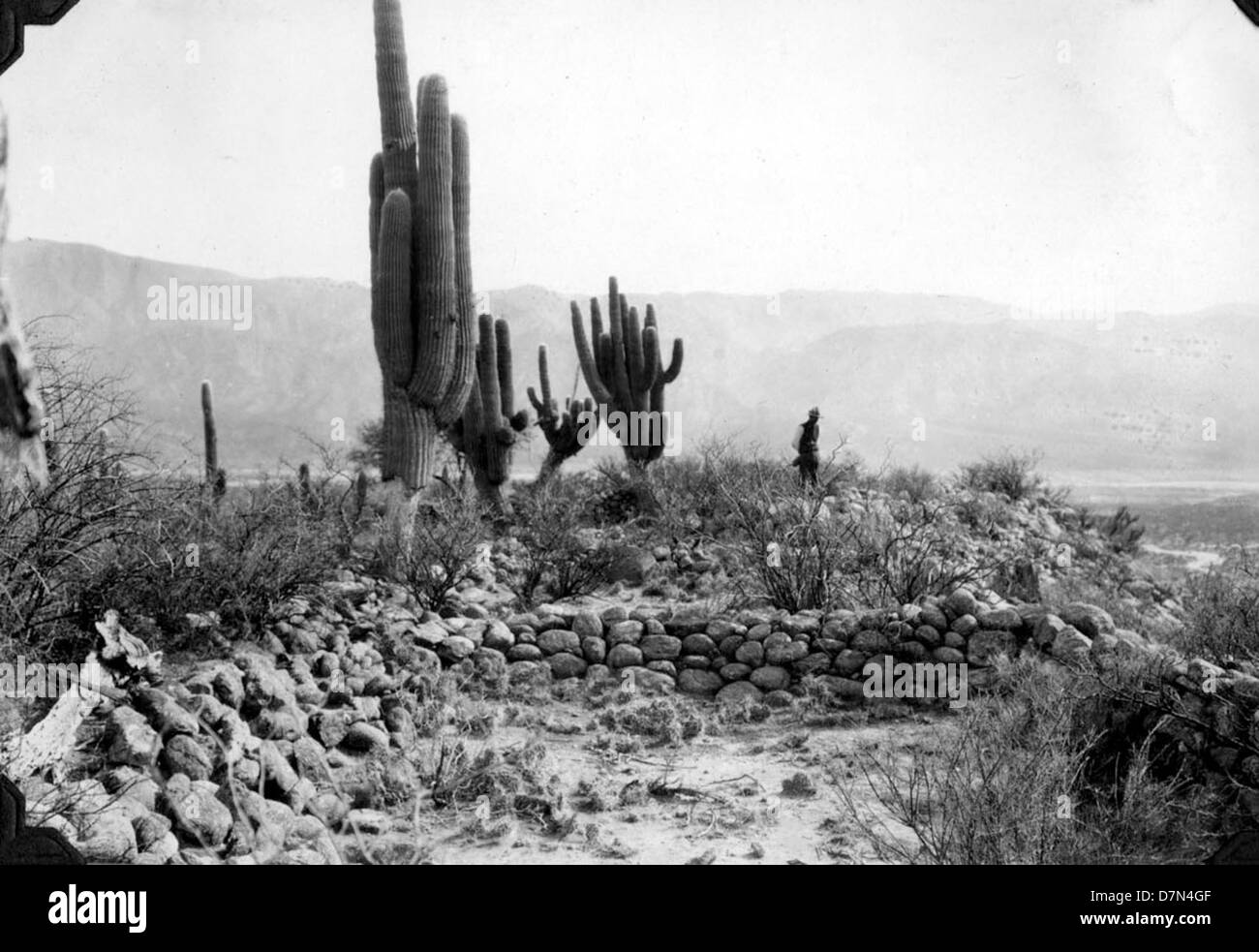 Man standing next to cactus Stock Photo
