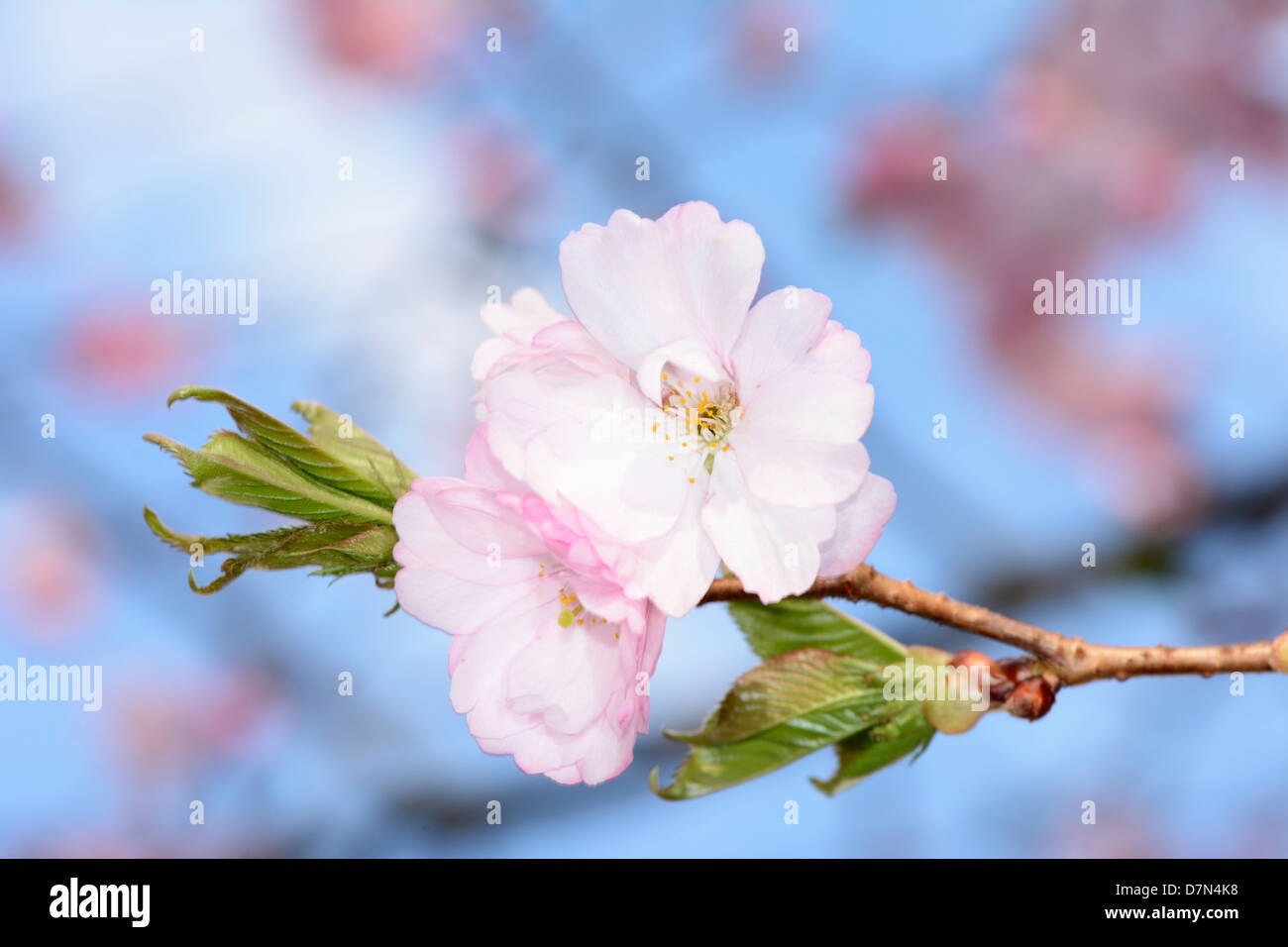 Macro of pink cherry blossoms Stock Photo