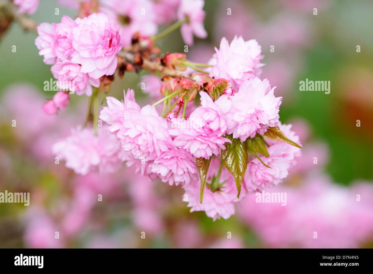 Twig with pink cherry blossoms Stock Photo