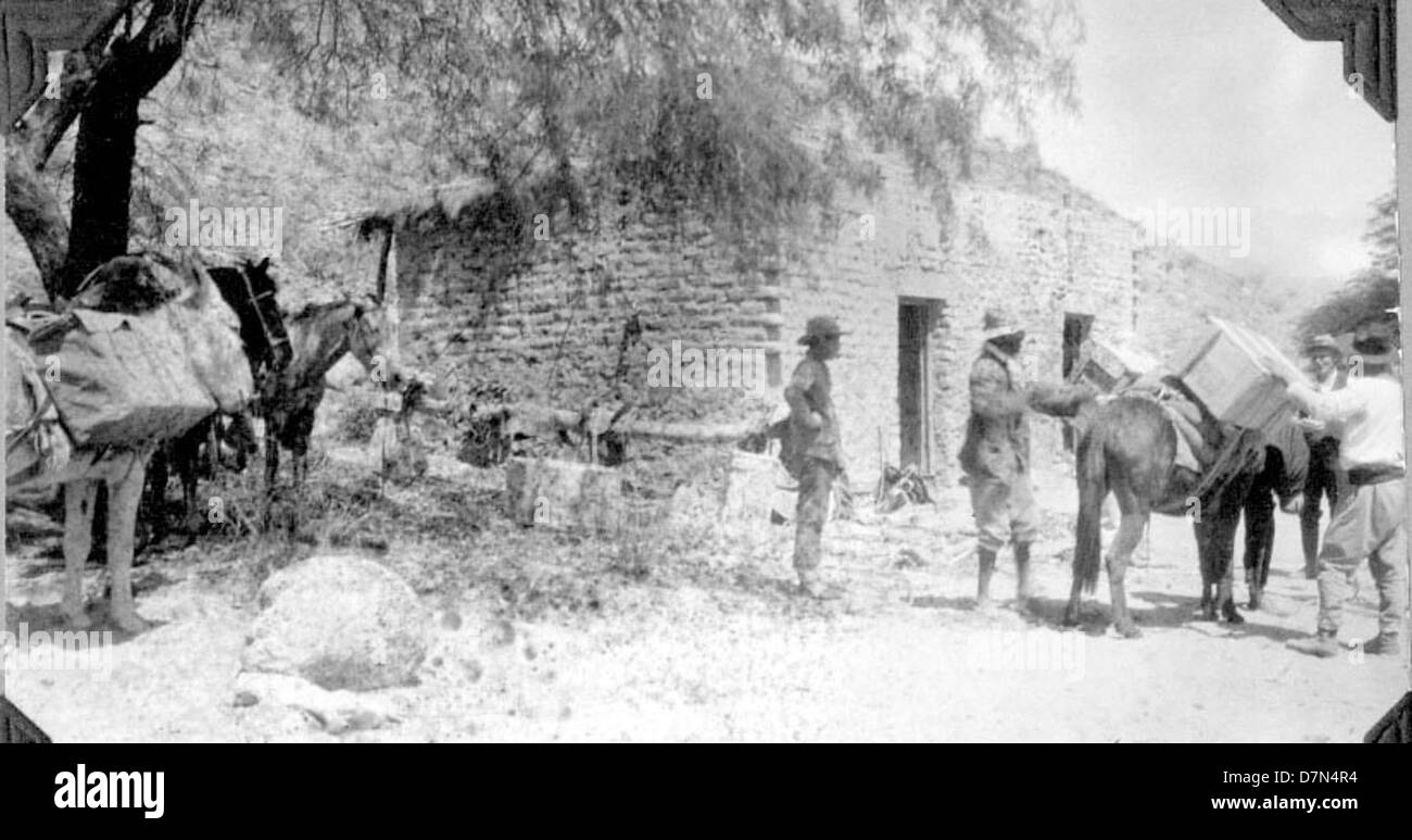 This image captures the loading of fossils onto mules during an ...