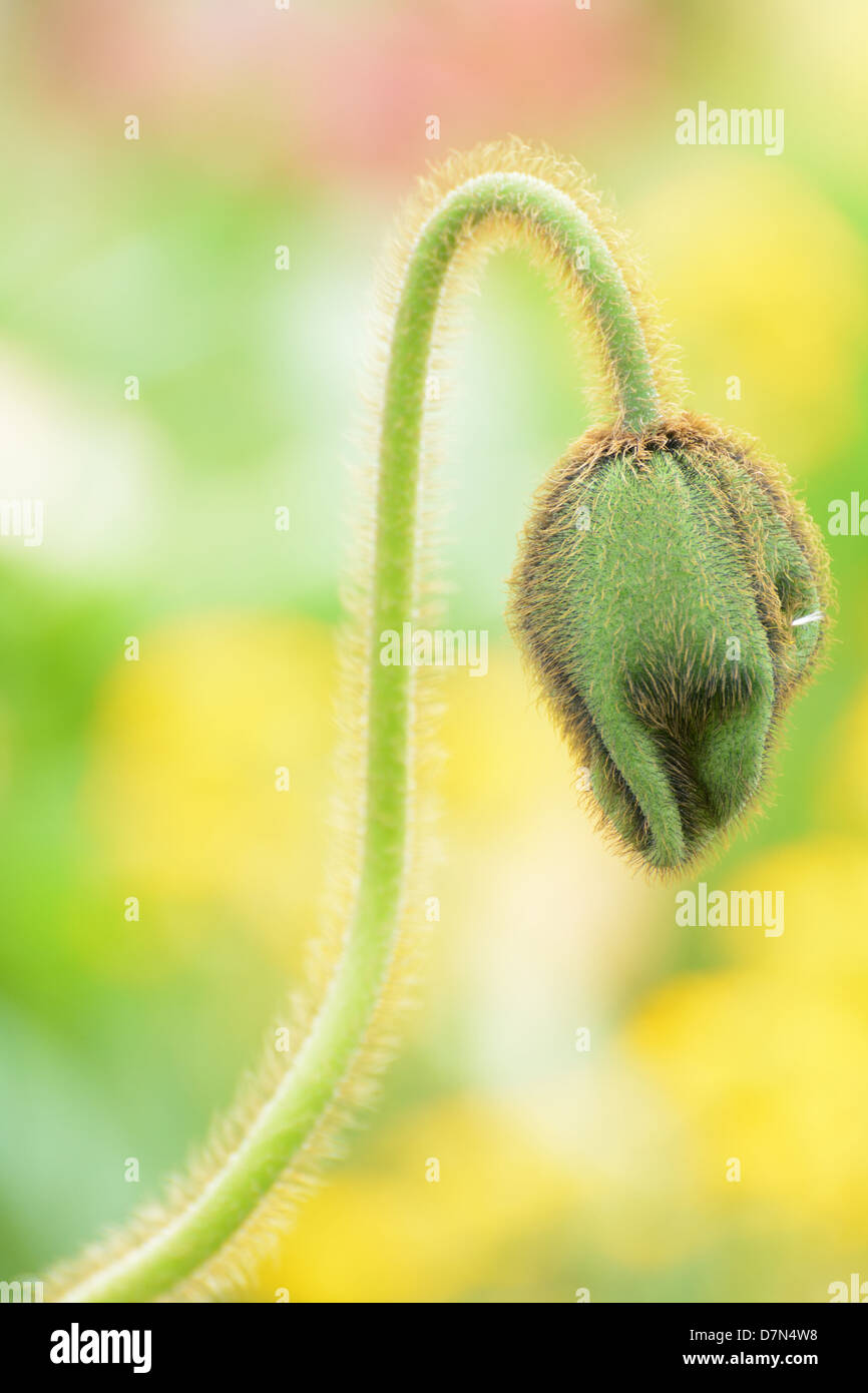 Closeup of a poppy bud Stock Photo