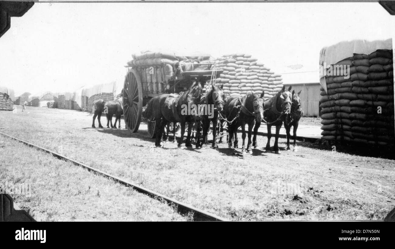 A photo of Elmer Riggs and Felipe Mendez collecting fossils during the ...