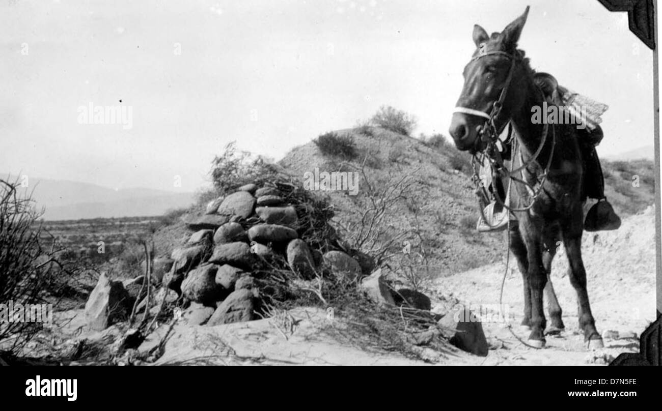 A photograph showing the fossil collecting activities of Elmer Riggs ...